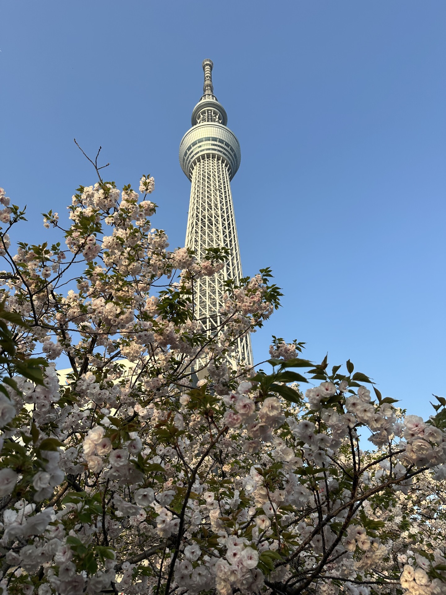 skytree skytree